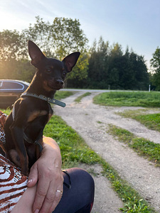 Щенки русского той-терьера (8 фото из 8)