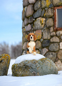 Beagle kutsikad (1 foto / 3)