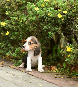 Beagle kutsikaad (5 фото из 7)