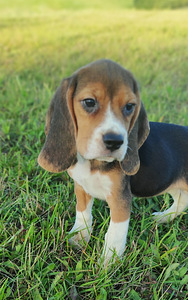 Beagle kutsikaad (2 фото из 7)