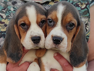 Beagle kutsikaad (1 фото из 7)
