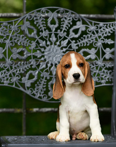 Beagle puppy (4 foto / 7)