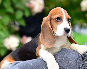 Beagle puppy (6 foto / 7)