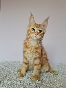 Maine Coon d22, f22 (2 foto no 8)