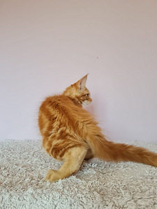 Maine Coon d22, f22 (3 foto no 8)