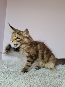 Maine Coon d22, f22 (7 foto no 8)