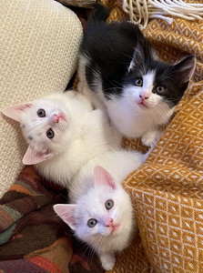 Kiisud, котята (1 фото из 4)