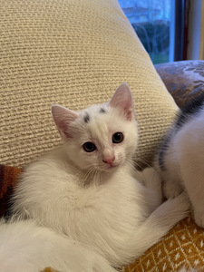 Kiisud, котята (3 фото из 4)