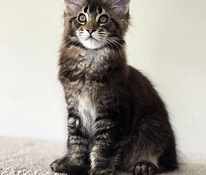 Maine Coon