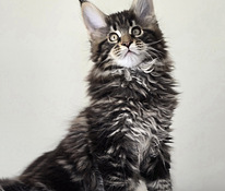 Maine Coon