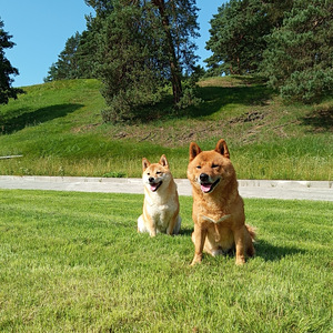 Siba inu (3 foto no 3)