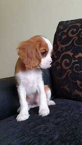 Cavalier King Charles Spaniel (2 foto no 4)