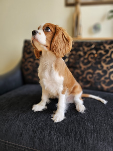 Cavalier king charles spaniel (4 foto / 6)