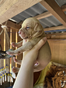 Pitbulli kutsikad Eesti. ameerika pitbullterjer (10 foto / 10)