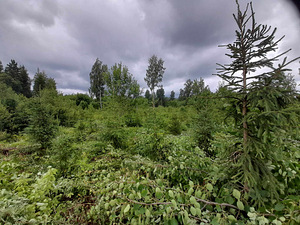 Võsalõikaja (3 foto / 5)
