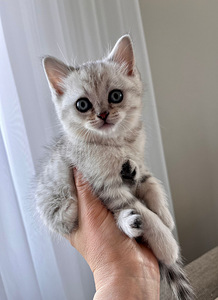 Шотландский котенок (1 фото из 3)
