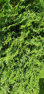Elupuu Smaragd 2m 20 tk (3 foto / 4)