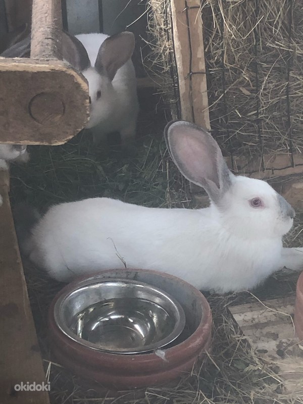 Кроликов (фото #3)