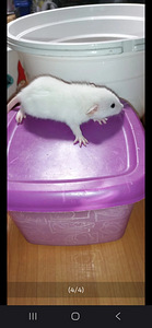 Kesyrotan poikasia (1 valokuva sivusta 4)