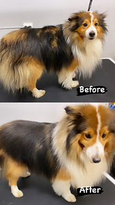 Lemmikloomade juuksur/Groomer (4 foto / 10)