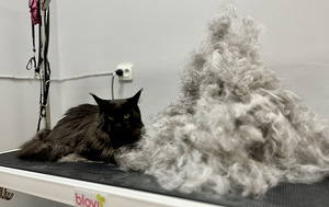 Groomer Lasnamäe (2 foto / 9)