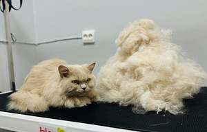 Groomer Lasnamäe (5 foto / 9)