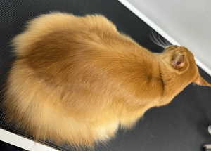 Lemmikloomade juuksur/Groomer (5 foto / 8)