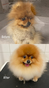 Lemmikloomade juuksur/Groomer (7 foto / 8)