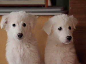 MAREMMA ABRUZZES SHEEPDOG (2 foto / 5)