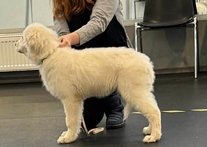 MAREMMA ABRUZZES SHEEPDOG (3 foto / 5)