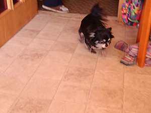 Pikakarvaline Chihuahua (3 foto / 3)