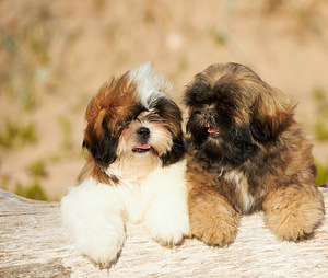 Shih Tzu kutsikad (2 foto / 4)
