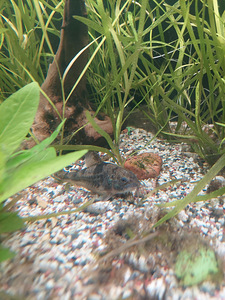 Corydoras panda 2tk, Corydoras paleatus 3tk (2 foto / 4)