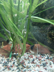 Corydoras panda 2tk, Corydoras paleatus 3tk (3 foto / 4)