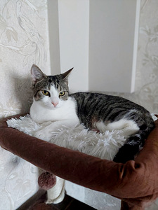 Котик 7-8 месяцев (2 фото из 6)