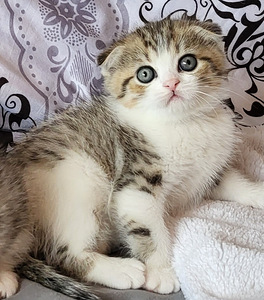 Scottish fold/ straight kassipojad (1 foto / 6)