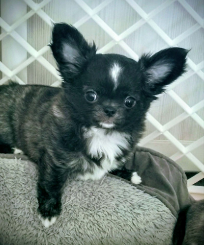 CHIHUAHUA EMANE KUTSIKAS,