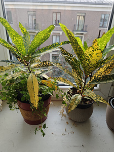 Croton toataim (1 foto / 2)