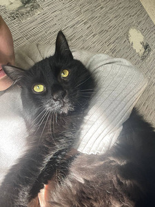 Südamlik kass Push Puškin otsib hoolivat perekonda ❤️ (5 foto / 5)