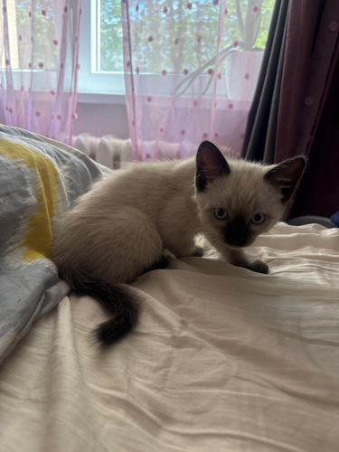 Кот