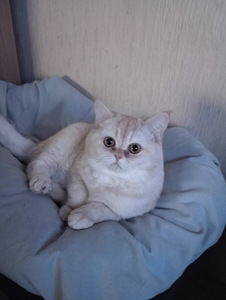 Скотч страйк (1 фото из 2)