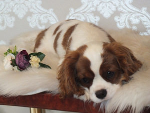 Kavalier king Charles spanjeli kutsikad (2 foto / 4)