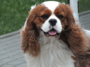 Kavalier king Charles spanjeli kutsikad (4 foto / 4)