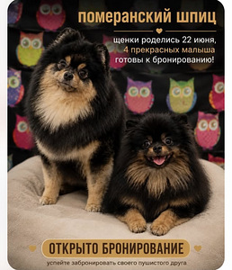 Померанский шпиц (1 фото из 1)