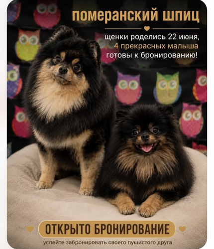 Померанский шпиц