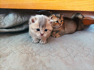 Британские котята (6 фото из 6)