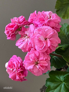 Пеларгония/Pelargoon/Pelargonium (1 фото из 10)