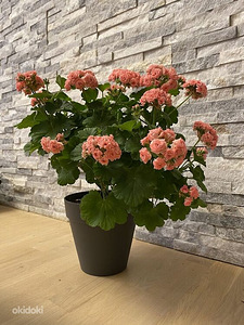 Пеларгония/Pelargoon/Pelargonium (4 фото из 10)
