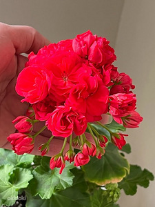 Пеларгония/Pelargoon/Pelargonium (9 фото из 10)
