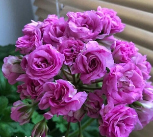Pelargoonia/Pelargoon/Pelargonium (8 foto / 9)